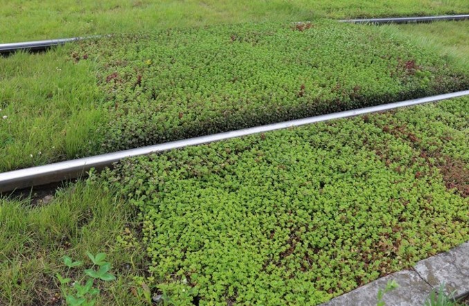 Warszawa: Torowisko na Obozowej zazieleni się rozchodnikiem