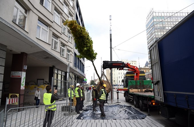 Poznań. Na ulicy Święty Marcin pojawiły się drzewa