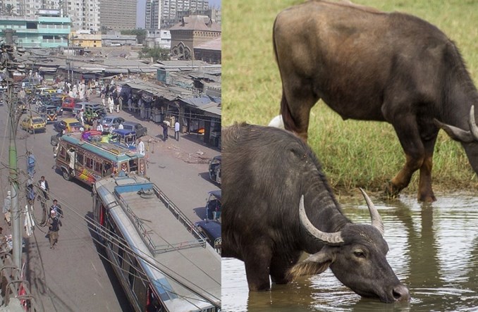 Autobusy BRT w Karaczi będą jeździły na… krowią kupę