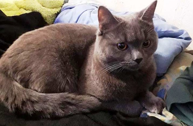 Prezydent Wrocławia przygarnia kota porzuconego na dworcu PKS