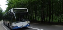 Gdynia stworzy kontrapas… dla autobusów