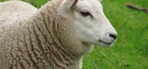 Lotnisko "zatrudniło" owce do koszenia trawy