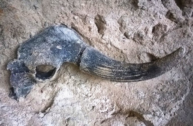 Kolejne odkrycie na budowie metra. Tur, a może prażubr?