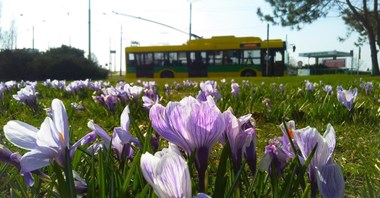 Niektóre miasta przywracają normalne rozkłady jazdy. Gdańsk przyspiesza wspólny bilet