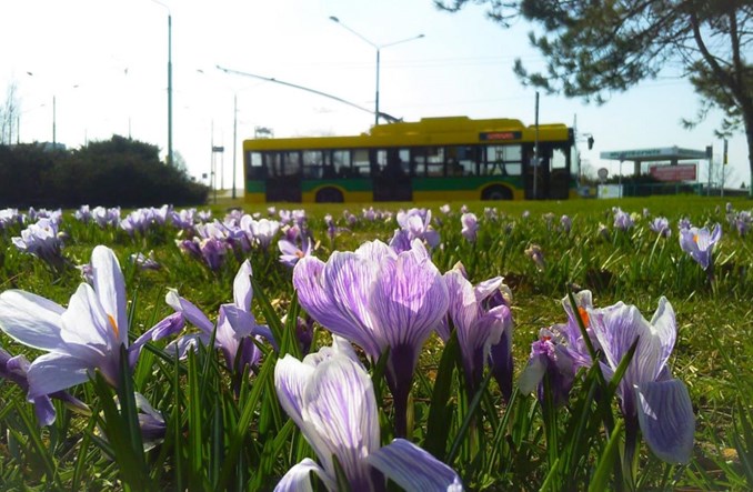 Niektóre miasta przywracają normalne rozkłady jazdy. Gdańsk przyspiesza wspólny bilet