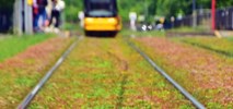 Tramwaje Warszawskie sadzą rozchodnik na Grochowskiej. Ruszyły prace