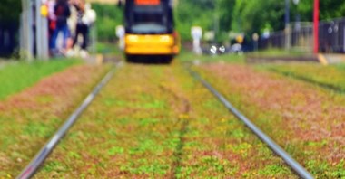 Tramwaje Warszawskie pokryją rozchodnikiem torowiska w trzech miejscach