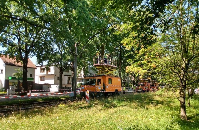 Wrocław: Zabytkowe dęby opóźnią remont torowiska na Biskupin