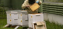 Metrowskie pszczoły szykują się do zimy