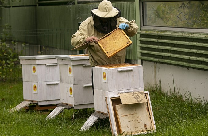 Metrowskie pszczoły szykują się do zimy