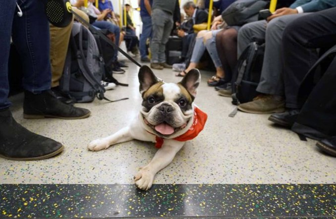 Londyn najbardziej przyjaznym miastem dla zwierząt w komunikacji