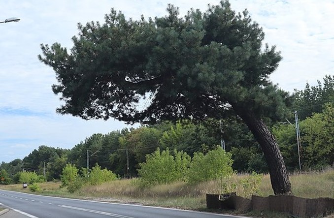 Brak zgodny RDOŚ na ochronę sosny falenickiej. PKP PLK: Nie wytniemy jej