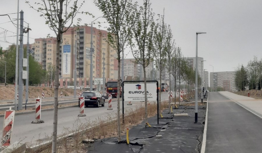 Szczecin: Zieleni się Szafera. Kolejne środki na drzewa Szczecin: Zieleni się Szafera. Kolejne środki na drzewa
