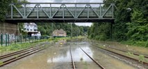 Katastrofalne powodzie w Niemczech. Już 81 ofiar