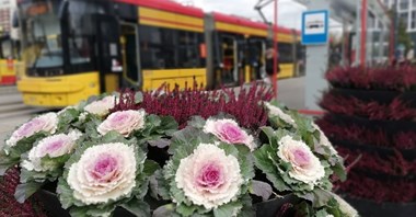 Wracają limity w komunikacji publicznej. Testy dla podróżnych przylatujących spoza Schengen