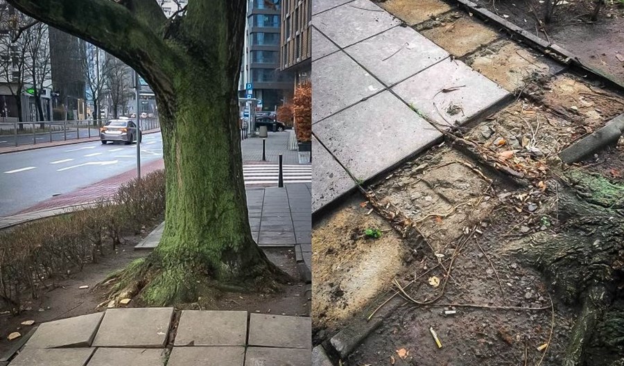 Warszawa chce stworzyć chodniki przyjazne dla drzew Warszawa chce stworzyć chodniki przyjazne dla drzew
