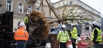 Warszawa. Pierwsze drzewa na Placu pięciu rogów