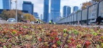 Warszawa: Tramwaj na Kasprzaka. Pojawia się rozchodnik, kolejny etap prac