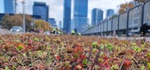 Warszawa: Tramwaj na Kasprzaka. Pojawia się rozchodnik, kolejny etap prac