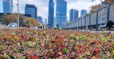 Warszawa: Tramwaj na Kasprzaka. Pojawia się rozchodnik, kolejny etap prac
