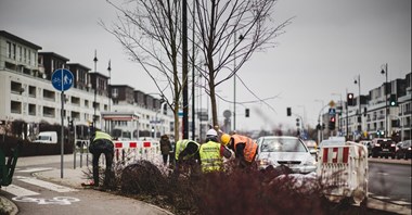 Tramwaj do Wilanowa: Budimex zakończył pierwszą część nasadzeń