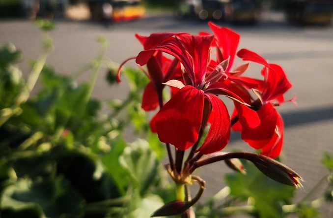 Warszawa: Pętle zakwitną letnimi kwiatami