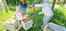 Udane miodobranie pszczół w pasiece Metra na Kabatach