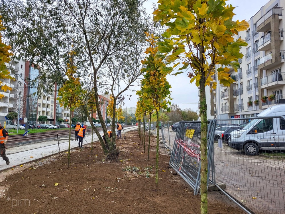 Nowe drzewa w rejonie ul. Milczańskiej