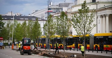 Kolejne drzewa na placu Trzech Krzyży