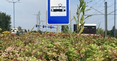 Kraków. Zielone dachy na wiatach przystankowych – chłodniej i bardziej ekologicznie