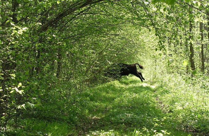 Jak poprawić dostęp do Puszczy Białowieskiej
