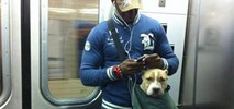 Nowy Jork. Dlaczego pasażerowie metra wożą pitbulle w torbach?