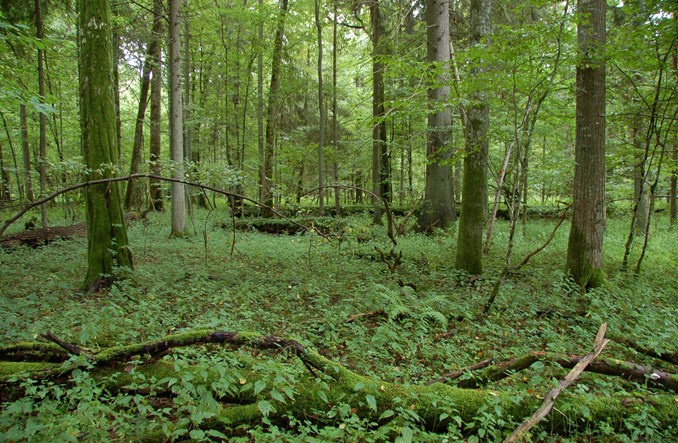 Z rowerem do Puszczy Białowieskiej