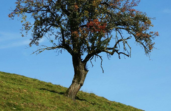Prabrytyjska grusza zatrzymała Kolej Dużych Prędkości 