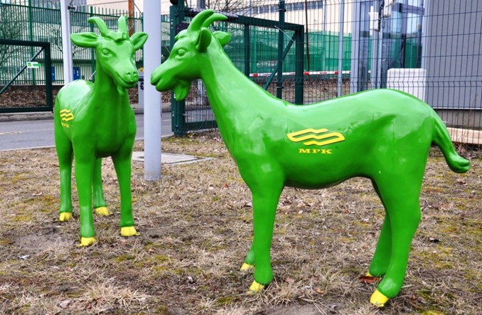 Zielone koziołki atrakcją poznańskich zajezdni