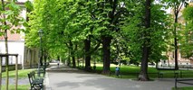 Kraków chce walczyć zielenią z nielegalnym parkowaniem