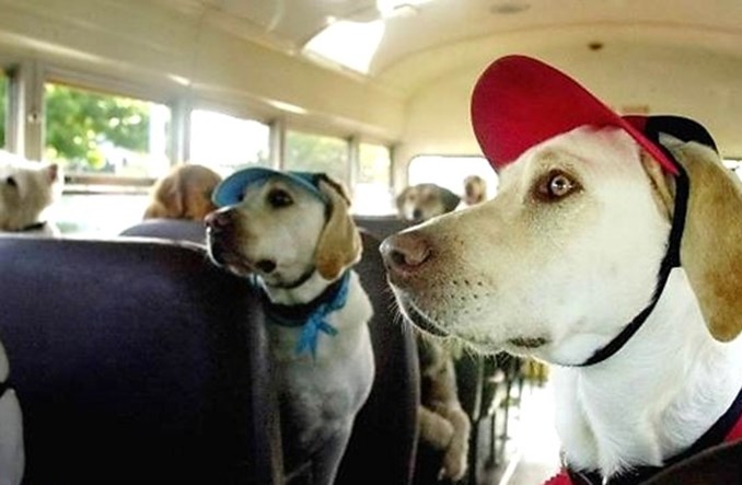 W PKS Polonus przewieziesz rower i psa (byle małego)