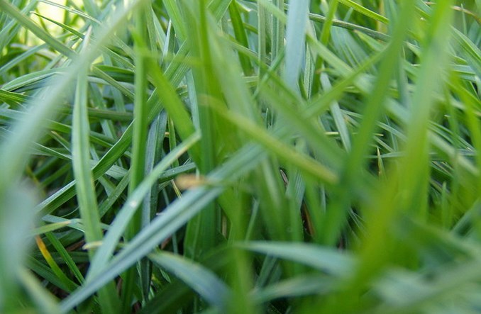 Szczecin. Rozdmuchany problem z trawą na torowisku