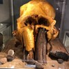 Metro na Wolę: Szczątki prehistorycznego zwierzęcia sprzed 100 tys. lat
