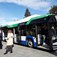 Toruń kupuje kolejne elektrobusy