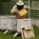 Metrowskie pszczoły szykują się do zimy