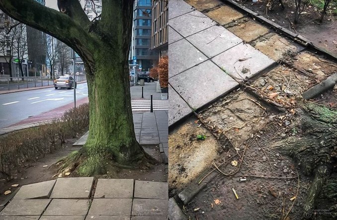 Warszawa chce stworzyć chodniki przyjazne dla drzew