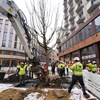 Warszawa. Pierwsze drzewa na Placu pięciu rogów