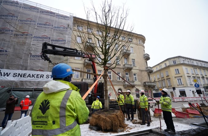 Warszawa. Pierwsze drzewa na Placu pięciu rogów