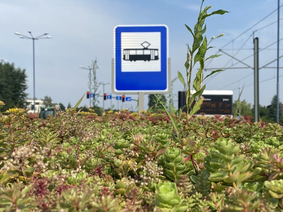 Kraków. Zielone dachy na wiatach przystankowych – chłodniej i bardziej ekologicznie
