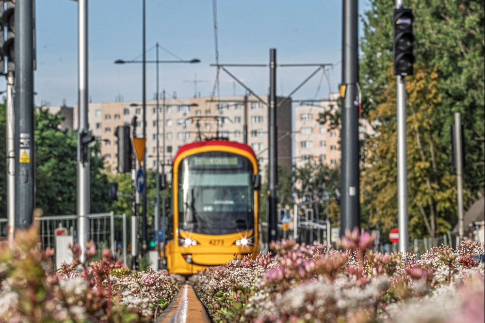 Tramwaje Warszawskie zazielenią kolejne torowiska